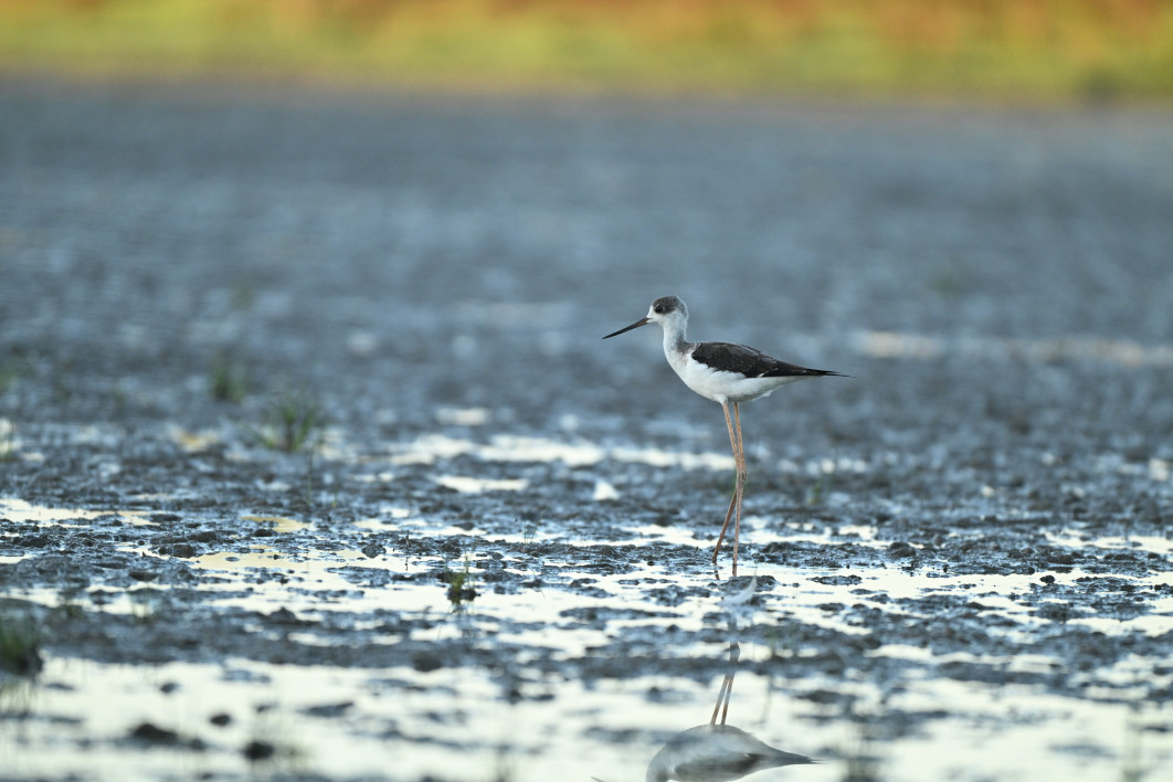 1/800 s, f/6.3, ISO 1600, 600.0 mm