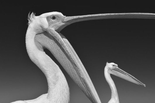 fot. Marsel van Oosten - Travel Photographer of the Year 2015