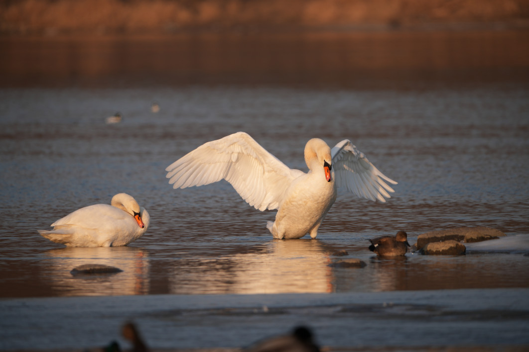 1/250 s, f/8, ISO 125, 800.0 mm