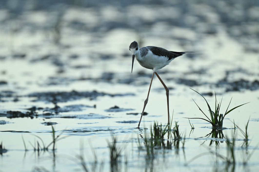 1/1250 s, f/6.3, ISO 1600, 600.0 mm