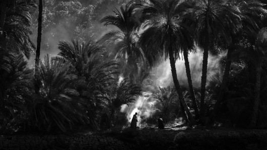 fot. Hans Wichmann, Palm Grove, 1. miejsce w kat. Nature & Landscape / Siena Creative Photo Awards 2021