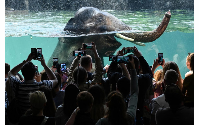 fot. Aleksy Witwicki, 3. miejsce w kat. Single / Climate, Responsibility 
Pawilon orientarium w łódzkim zoo to ogromny kompleks z fauną i florą Azji Południowo-Wschodniej. Codziennie można tam podziwiać wodne kąpiele indyjskich słoni.
