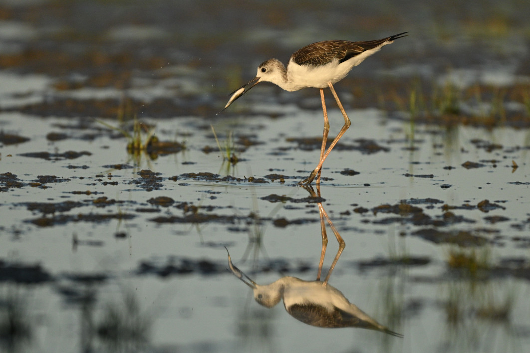 1/6400 s, f/6.3, ISO 1600, 600.0 mm