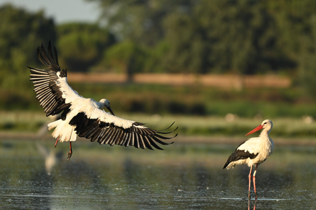 1/1000 s, f/6.3, ISO 400, 600.0 mm