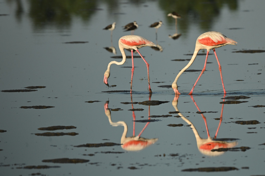 1/3200 s, f/6.3, ISO 400, 540.0 mm