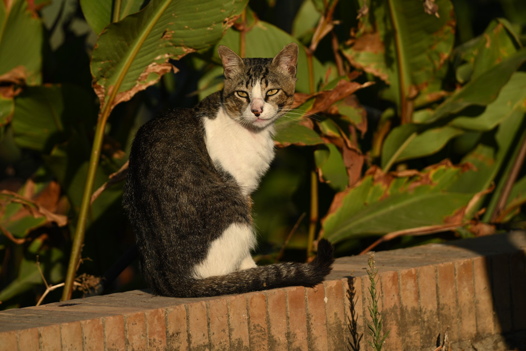 1/3200 s, f/6, ISO 400, 300.0 mm