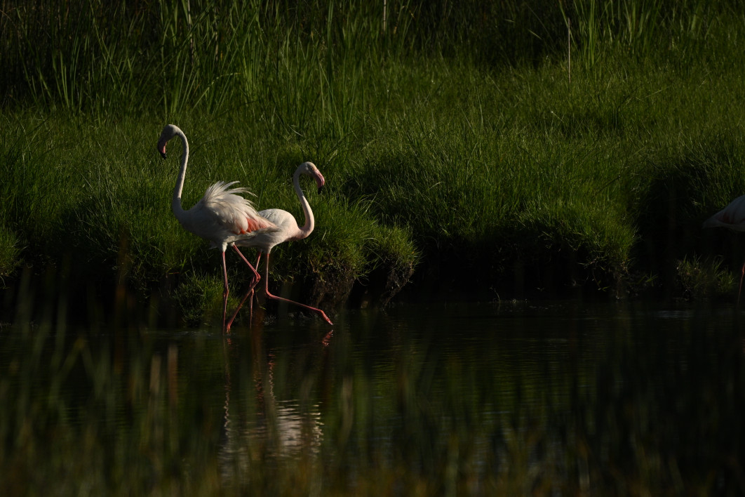 1/8000 s, f/6.3, ISO 800, 600.0 mm