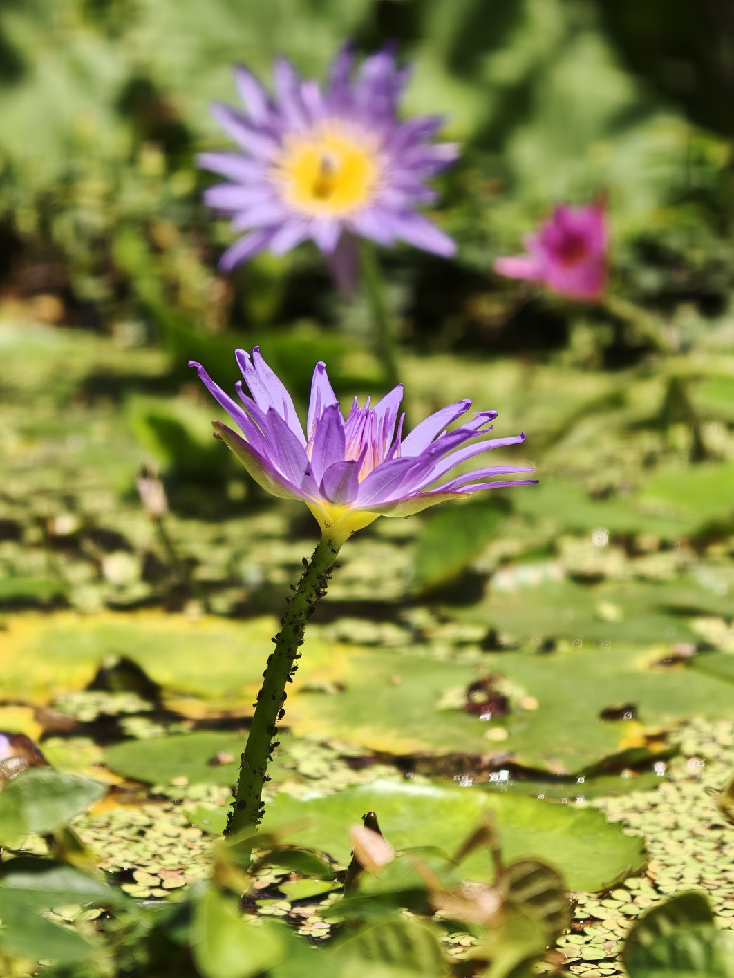 1/228 s, f/2.1, ISO 64, 140 mm