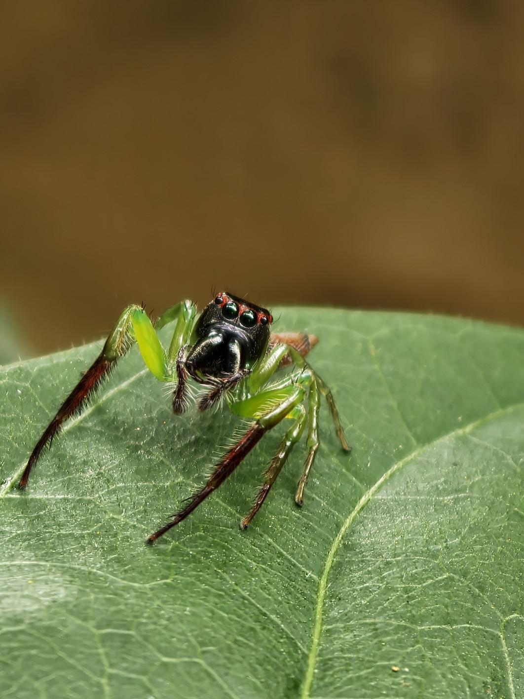 1/352 s, f/2.1, ISO 500, 308 mm