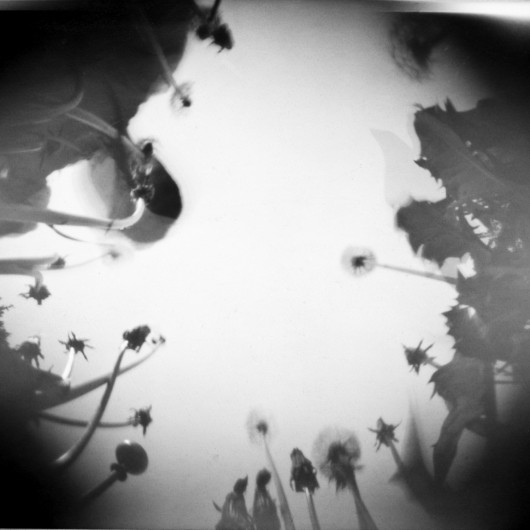 fot. Kamil Myszkowski - Fotosynteza