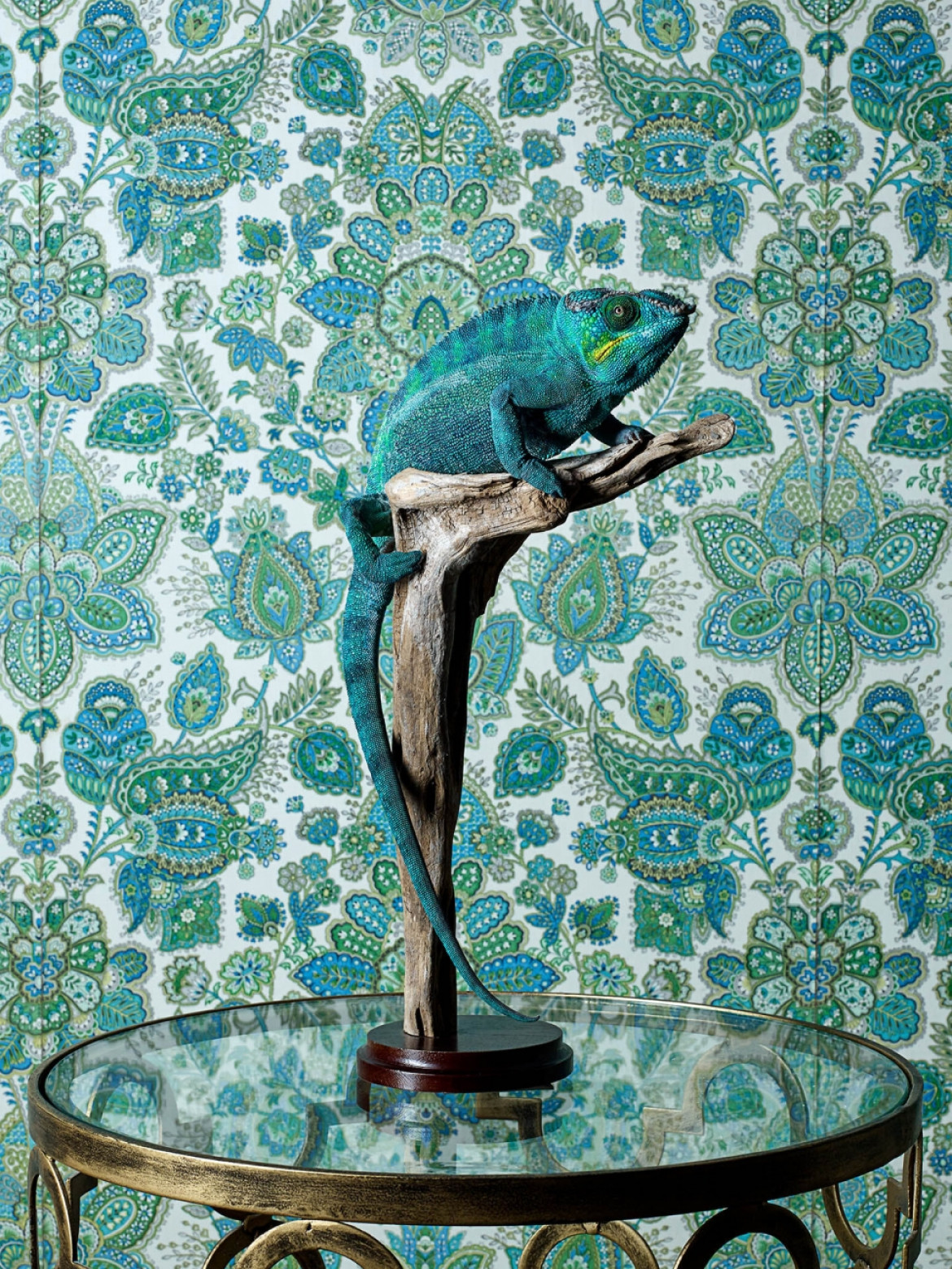 fot. Jo Sax, "Chameleon in the Bedroom", 2. miejsce w kat. Animals / Siena Creative Photo Awards 2021