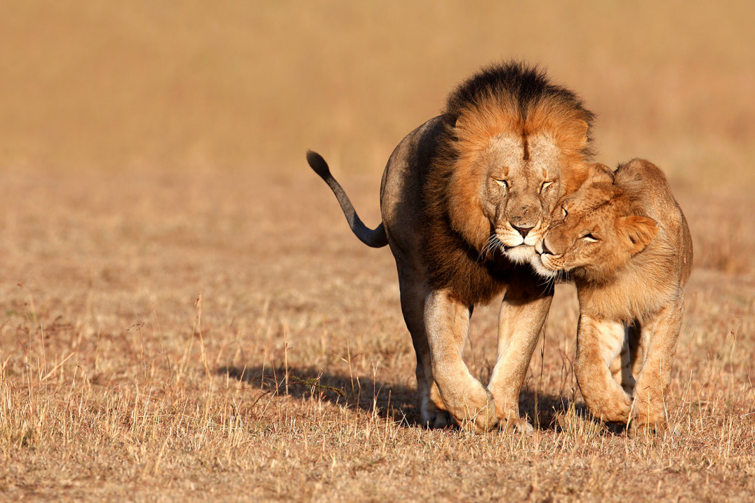 Nowy sprzęt na jesień? A może niezapomniane safari w Namibii? Odkryj oferty CEWE FOTOJOKER