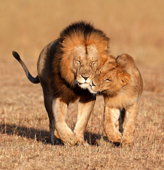 Nowy sprzęt na jesień? A może niezapomniane safari w Namibii? Odkryj oferty CEWE FOTOJOKER