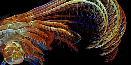 Finał konkursu Olympus Bioscapes