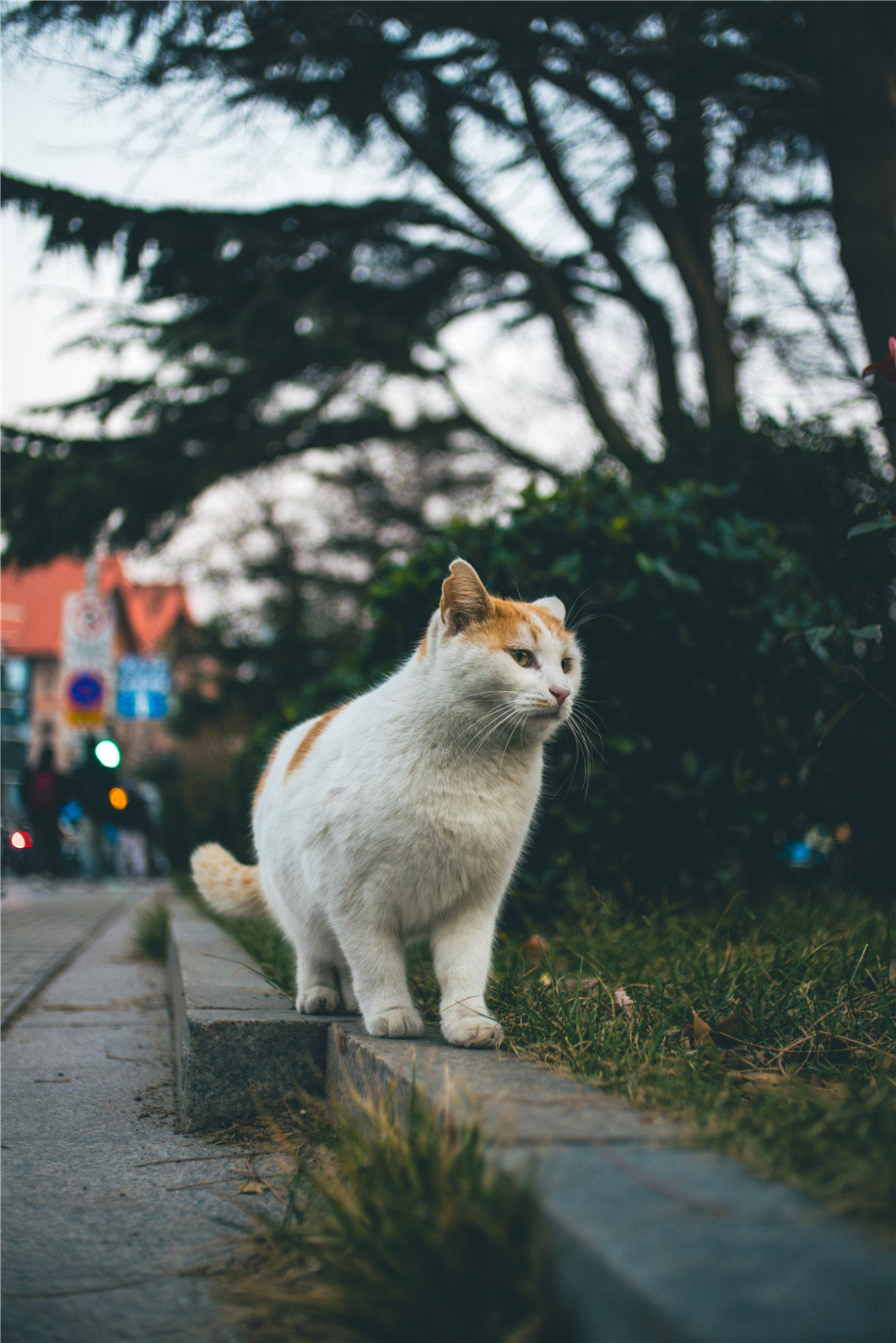 1/500 s, f/1.8, ISO 400, 25.0 mm