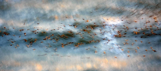 Oto najlepsze zdjęcia natury nagrodzone w British Wildlife Photography Awards 2017