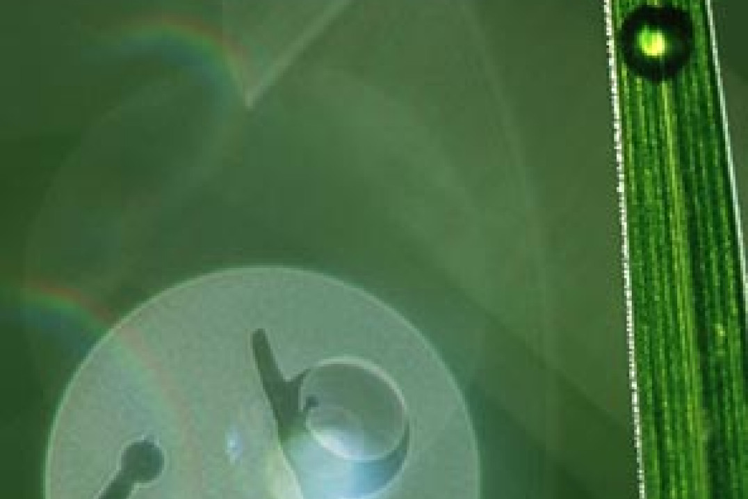 Fotografia Roku 2002 OM ZPFP