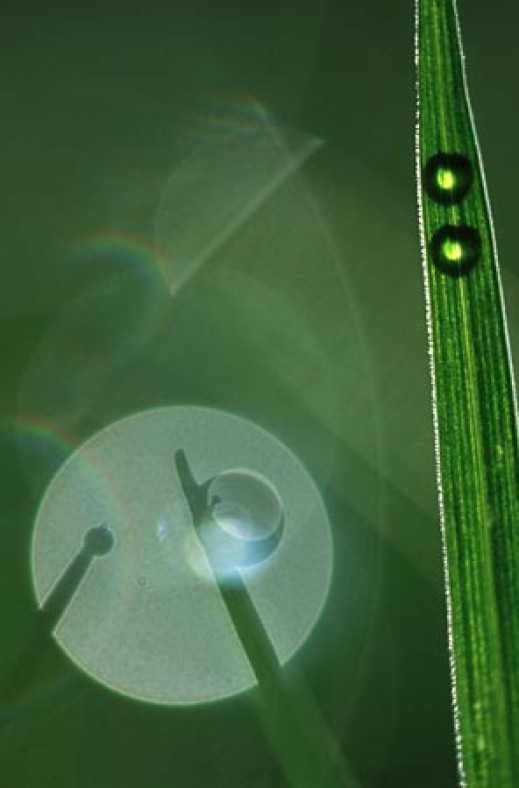 Fotografia Roku 2002 OM ZPFP