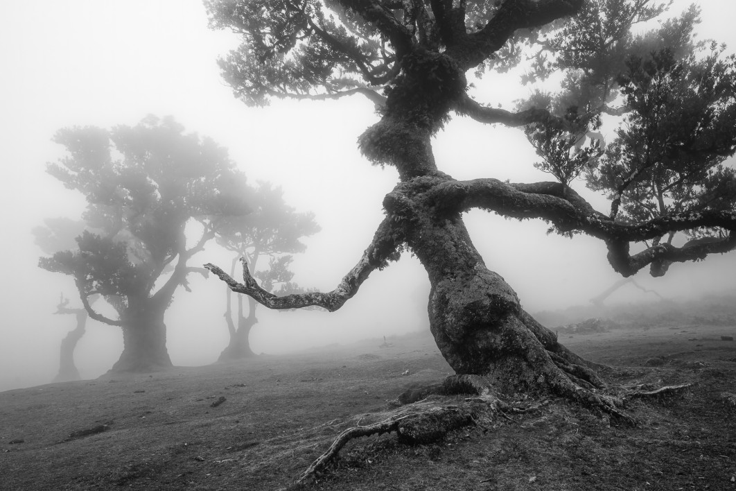 Fot. Miłosz Wilczyński, 2. miejsce w kat. Nature - Trees / International Photography Awards 2025