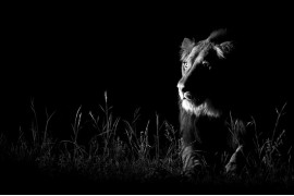 (c) Andrew Schoeman, RPA, "Zdjęcie w ciemności"
