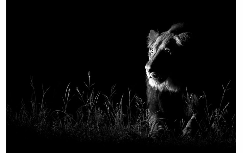 (c) Andrew Schoeman, RPA, Zdjęcie w ciemności