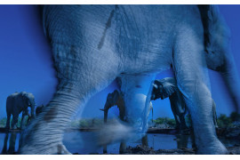 (c) Greg du Toit, RPA, "Tajemnicza natura słoni"