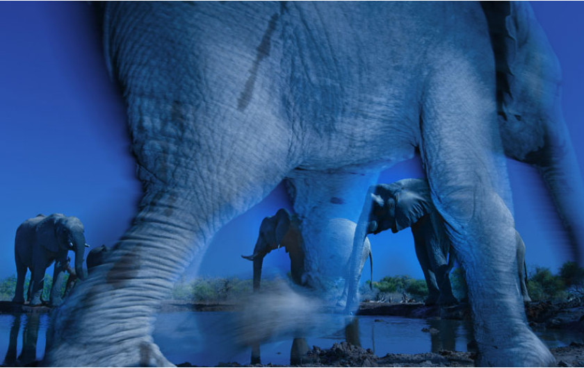 (c) Greg du Toit, RPA, Tajemnicza natura słoni