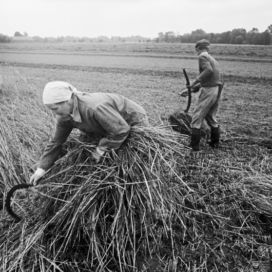 fot. Stanisław Kulawiak, Żniwa z cyklu Uśmiech na niedzielę, Bobrowniki 1979